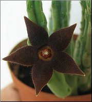 Stapelia kwebensis